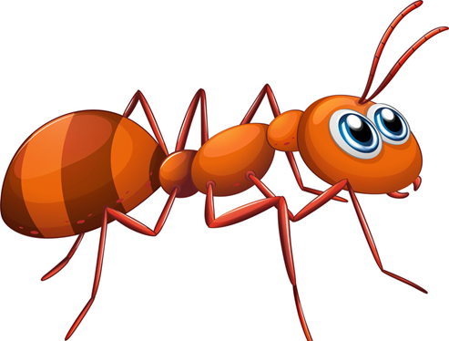 Ant