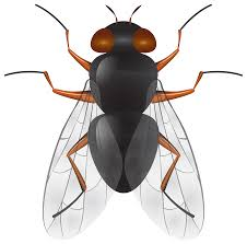 Fly