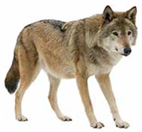 Wolf