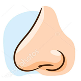 Nose