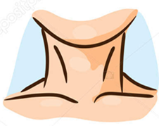Neck