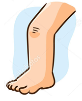 Leg
