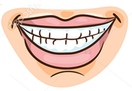 Teeth