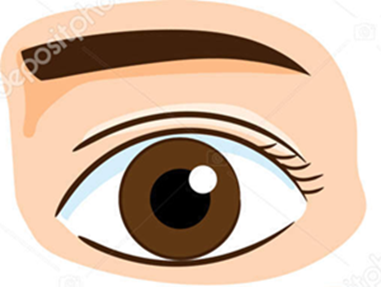 Eye