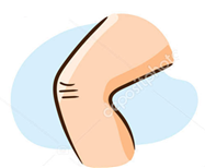 Knee