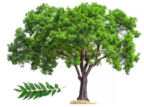 Curry leaf tree