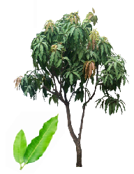 Mango tree