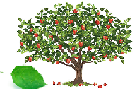 Apple tree