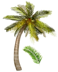 Coconut tree