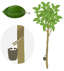 Rubber tree