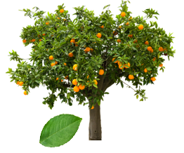 Orange tree