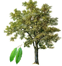 Durian tree