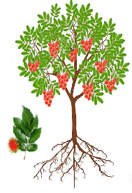 Rambutan tree
