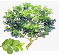 Guava tree