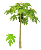 Papaya tree