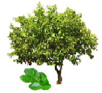 Lemon tree