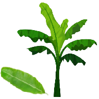 Banana tree