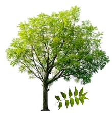 Neem tree