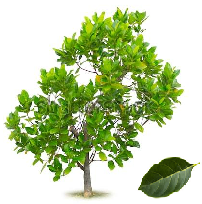 Jackfruit tree