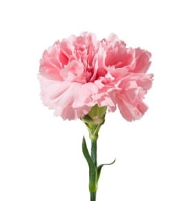 Carnation