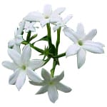 Mullai jasmine