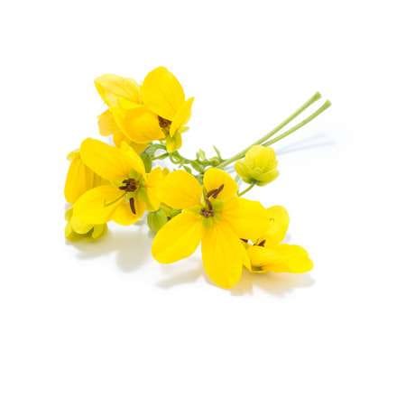 Cassia flower