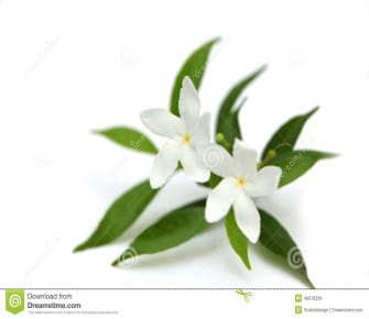 Crepe jasmine