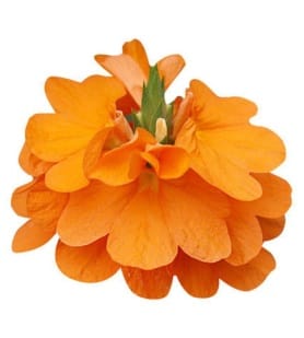Crossandra