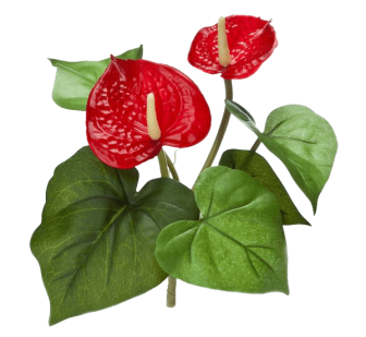 Anthurium