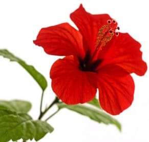 Hibiscus