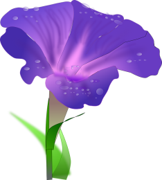 Morning glory