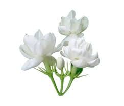 Jasmine