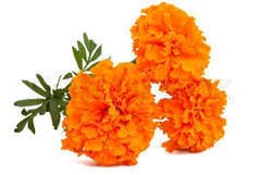 Chrysanthemum