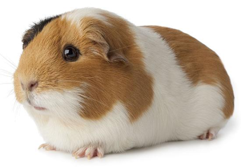Guinea pig