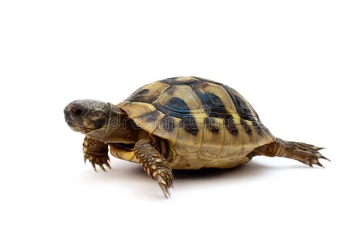 Small turtle
