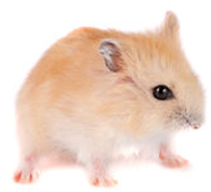 Hamster