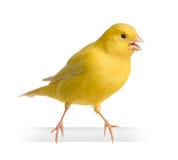 Canary