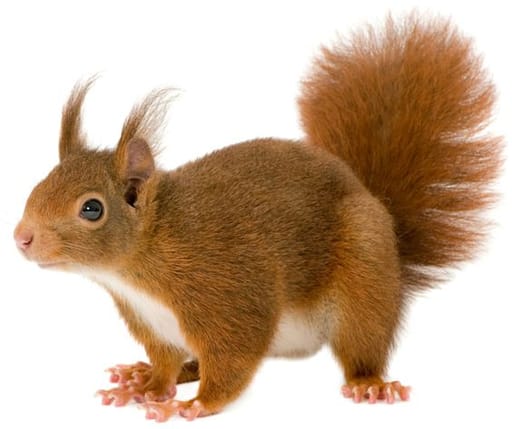 Squirrel