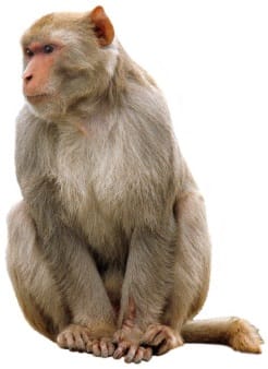 Monkey