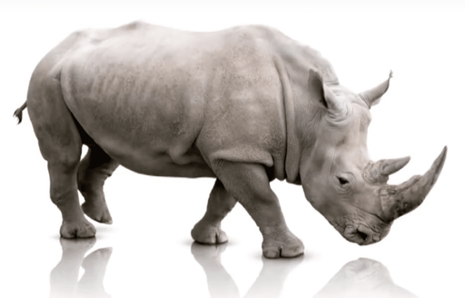 Rhinoceros