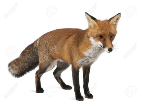 Fox