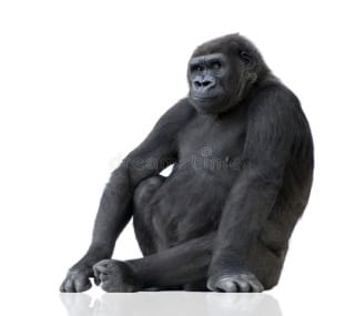 Ape