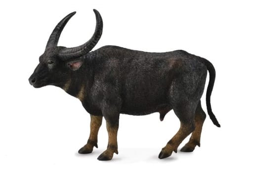 Buffalo