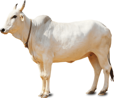 Bull