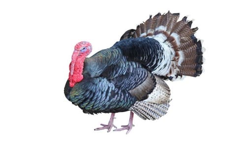 Turkey