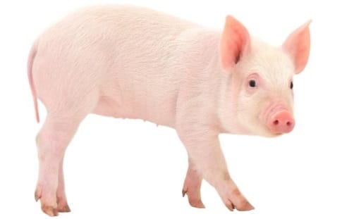 Pig