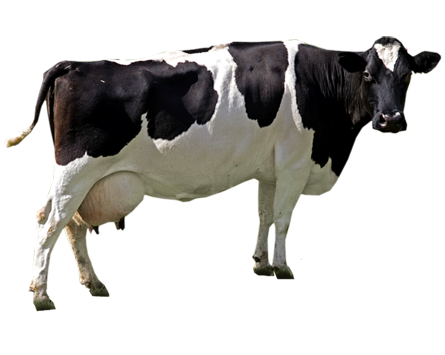 Cow