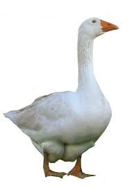 Goose