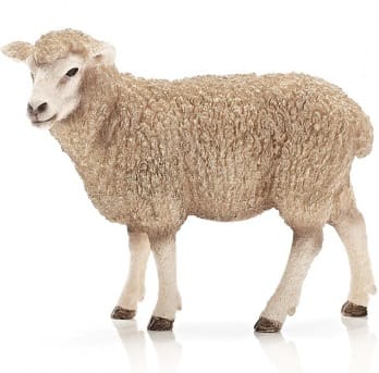Sheep