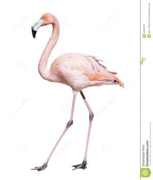 Flamingo